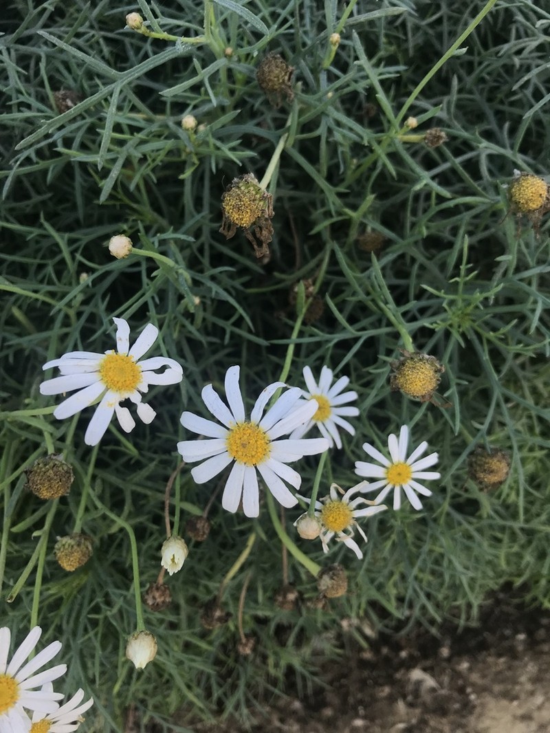 Argyranthemum foeniculaceum photo 4