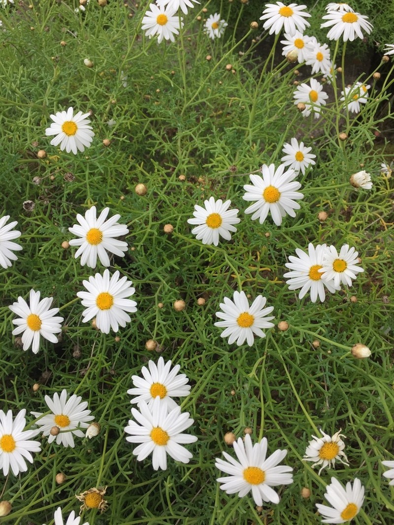Dill Daisy