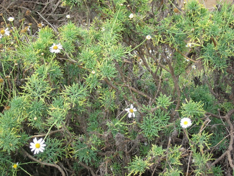 Dill Daisy photo 5