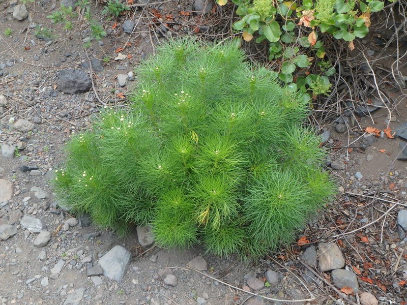 Dill Daisy photo 6
