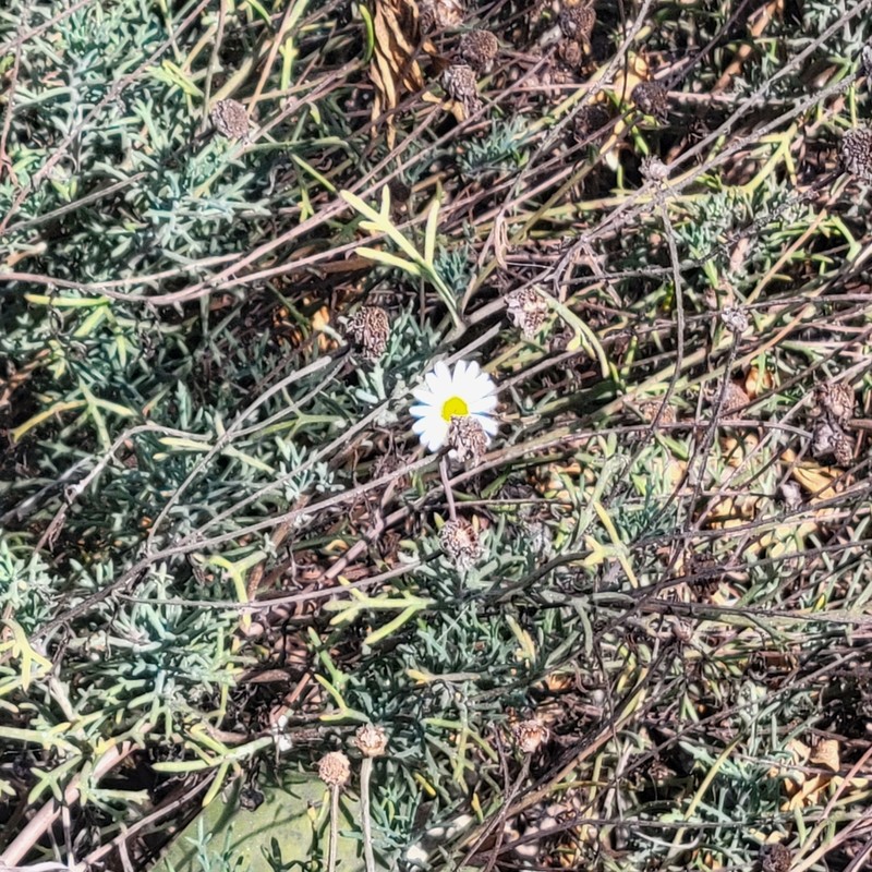 Dill Daisy photo 8