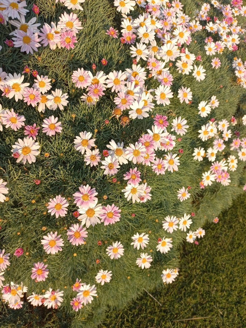 Marguerite photo 2