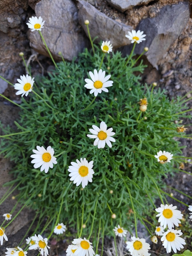 Marguerite photo 3