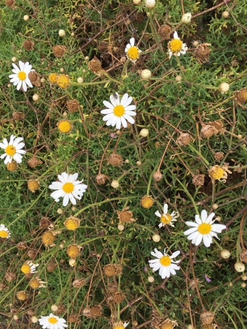 Marguerite photo 5