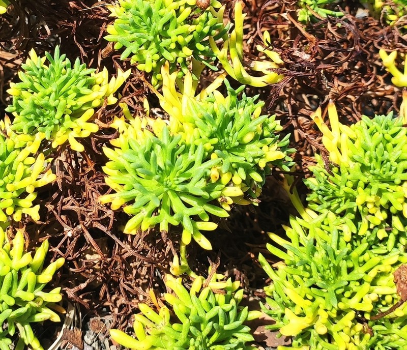 Marguerite photo 6
