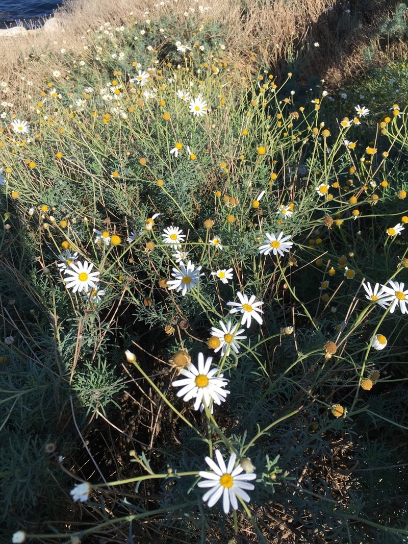 Marguerite photo 7