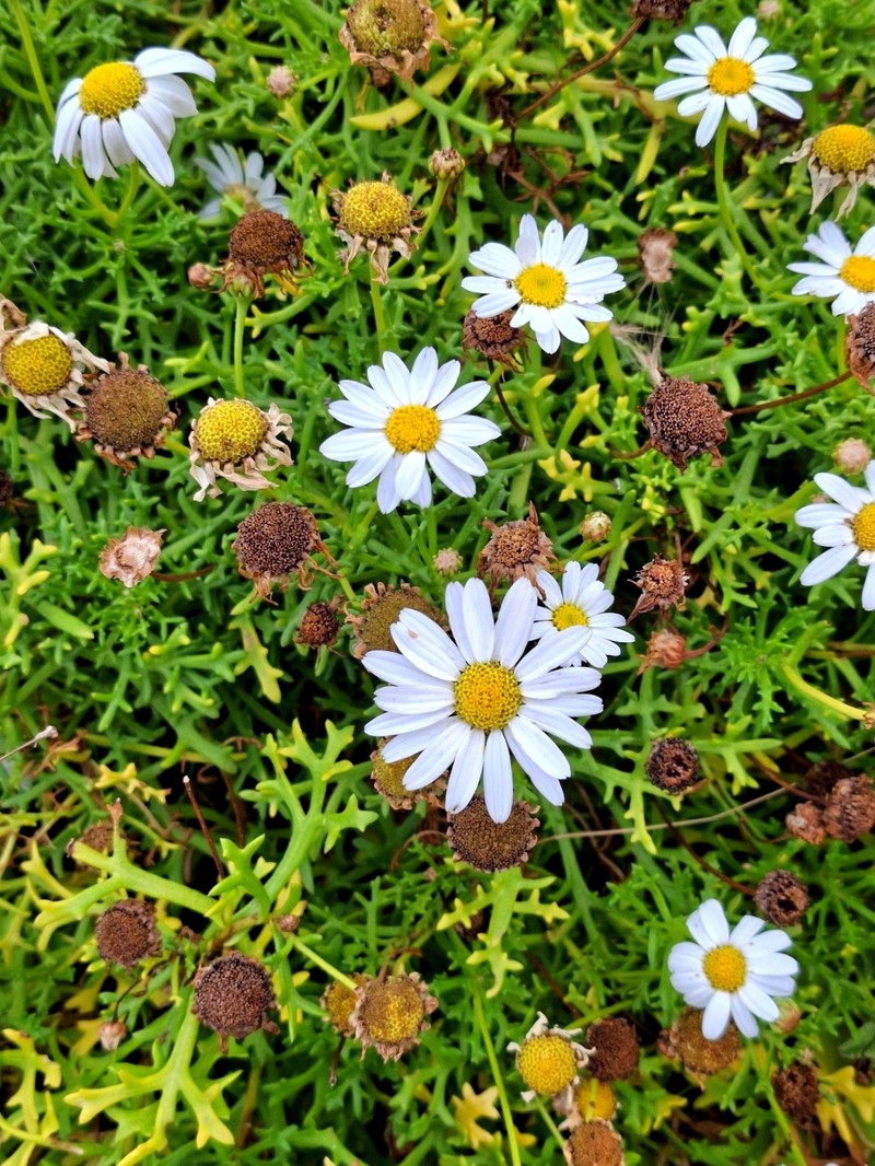 Argyranthemum frutescens subsp. canariae photo 2