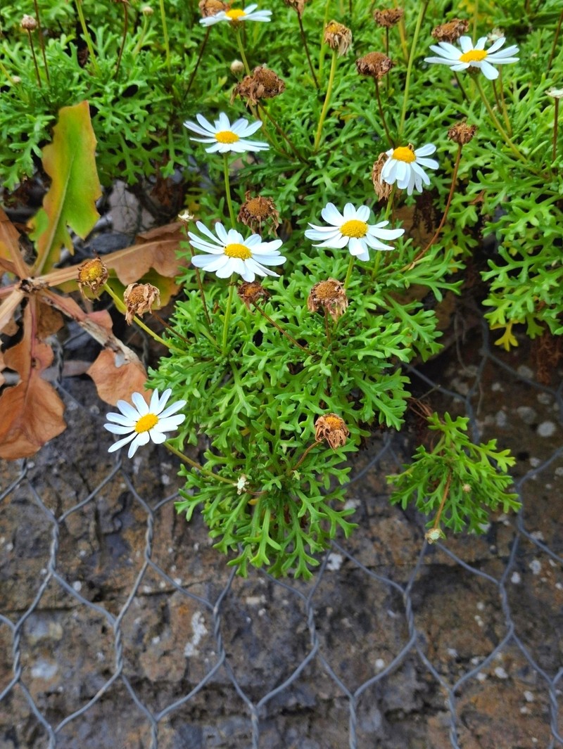 Argyranthemum frutescens subsp. canariae photo 3