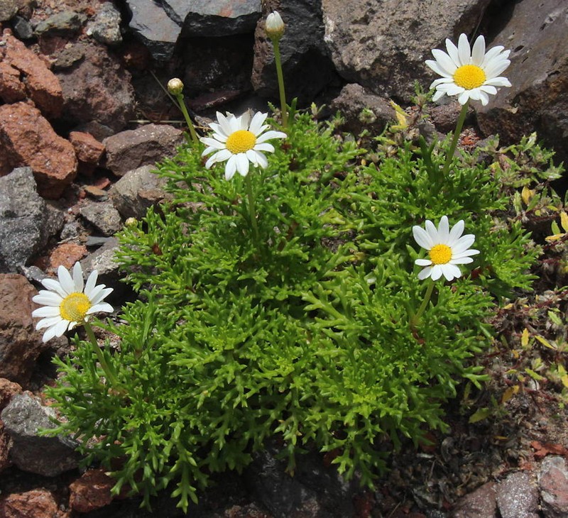 Argyranthemum frutescens subsp. canariae photo 4