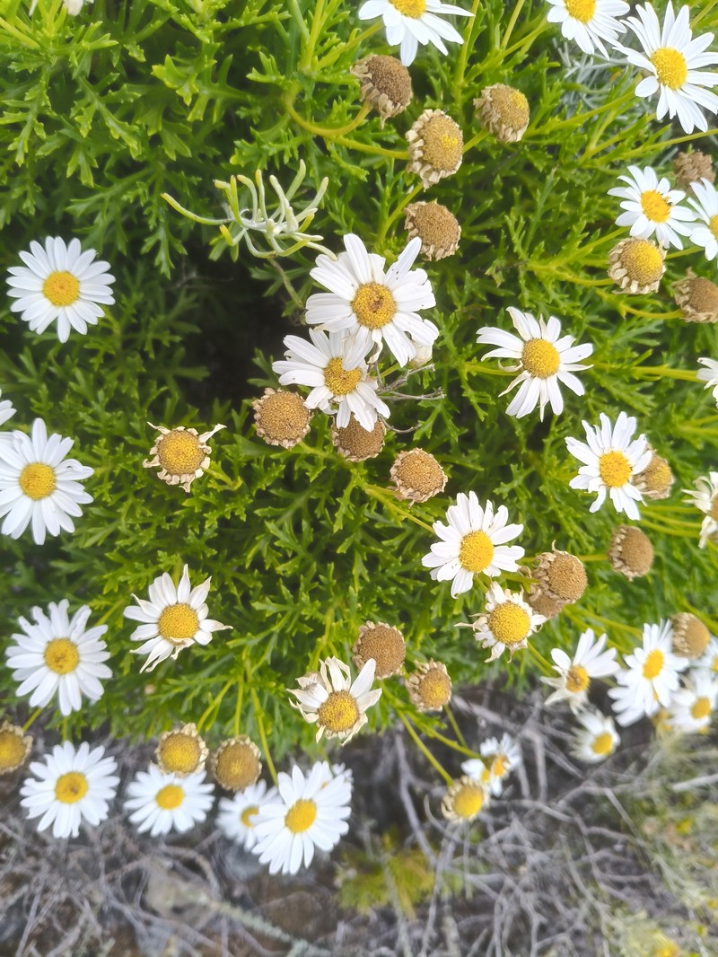 Argyranthemum frutescens subsp. canariae photo 5