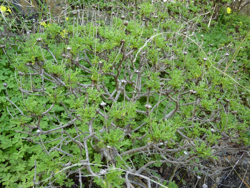 Argyranthemum frutescens subsp. canariae