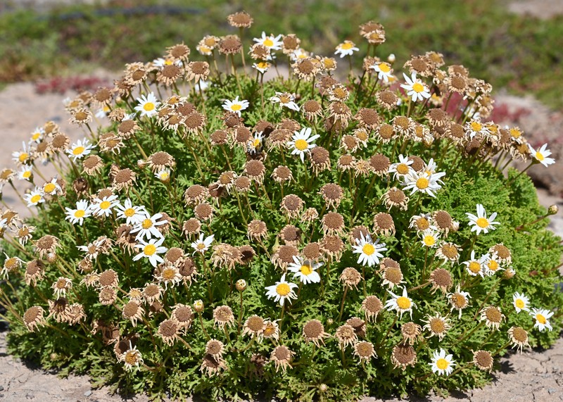 Argyranthemum frutescens subsp. canariae photo 6