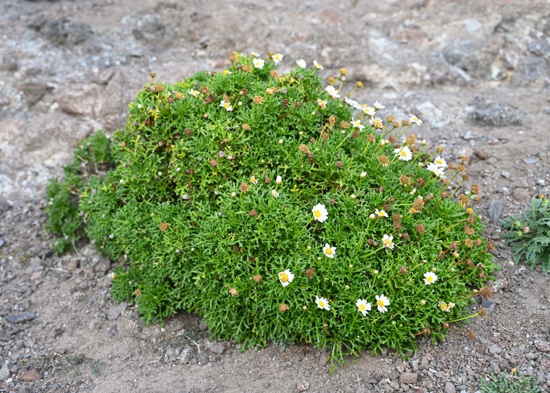 Argyranthemum frutescens subsp. canariae photo 8