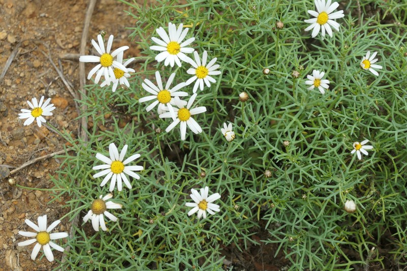 Argyranthemum frutescens subsp. foeniculaceum