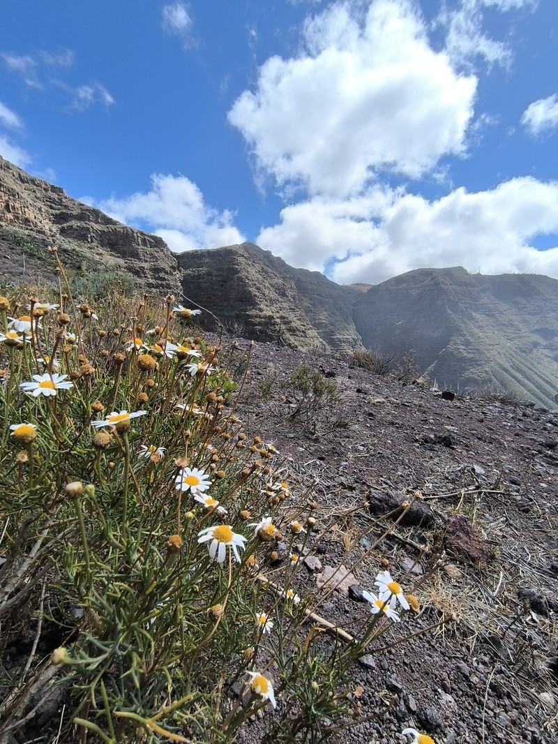 Argyranthemum frutescens subsp. foeniculaceum photo 2