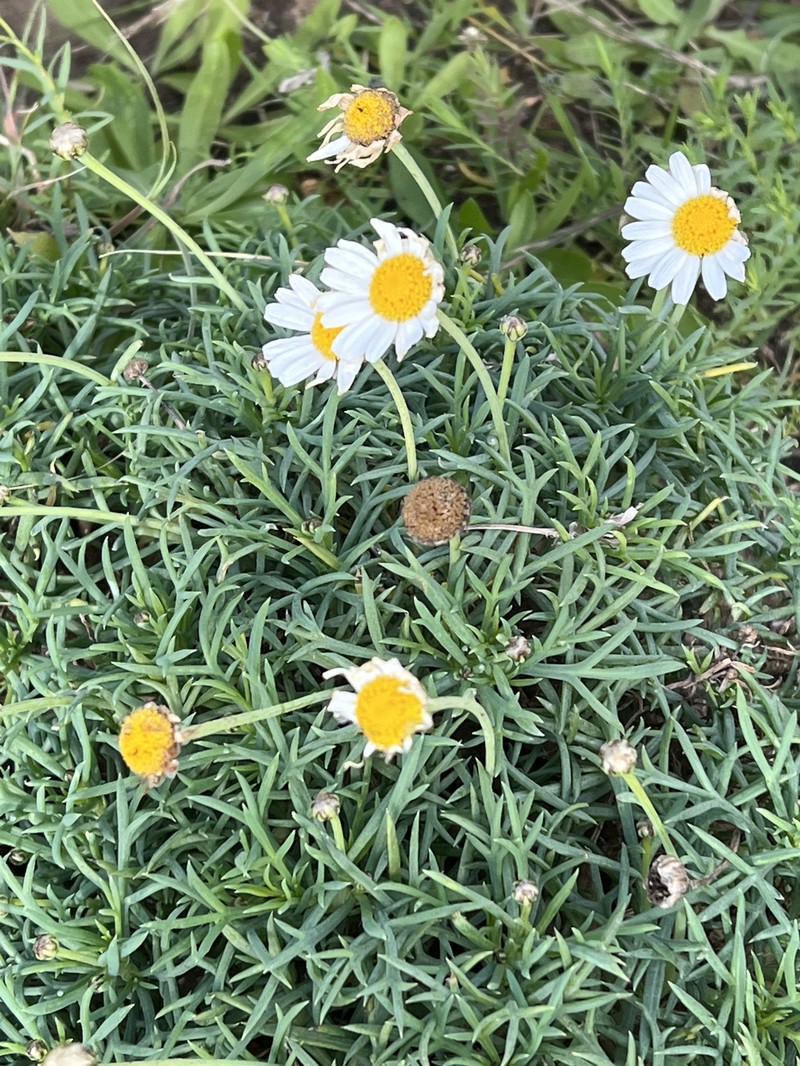 Argyranthemum frutescens subsp. foeniculaceum photo 3