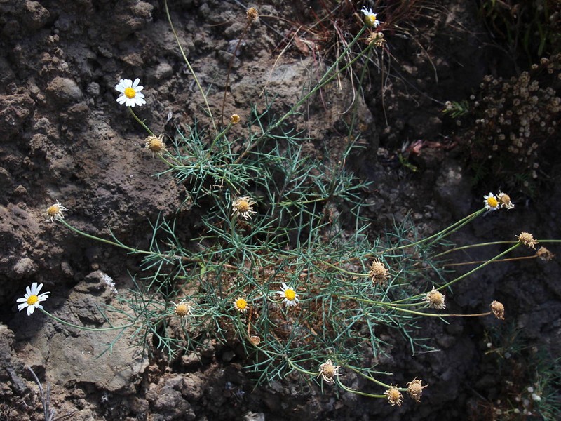 Argyranthemum frutescens subsp. foeniculaceum photo 4