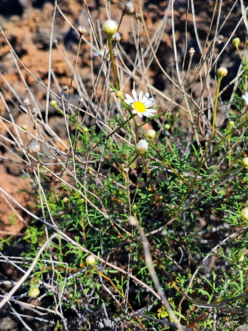 Argyranthemum frutescens subsp. frutescens photo 2