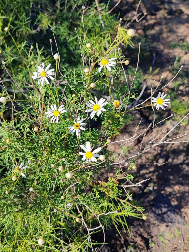 Argyranthemum frutescens subsp. frutescens photo 3