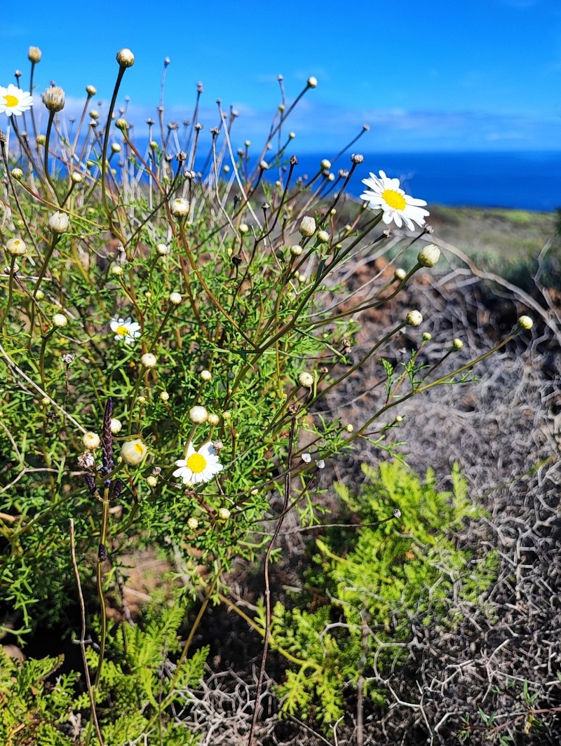 Argyranthemum frutescens subsp. frutescens photo 4