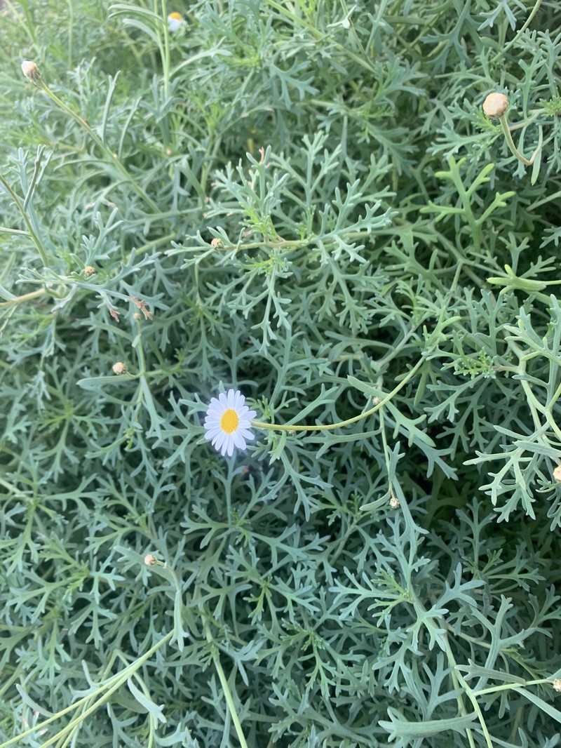 Argyranthemum frutescens subsp. frutescens photo 5