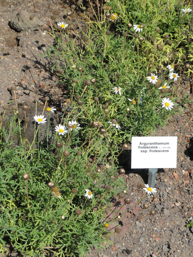 Argyranthemum frutescens subsp. frutescens