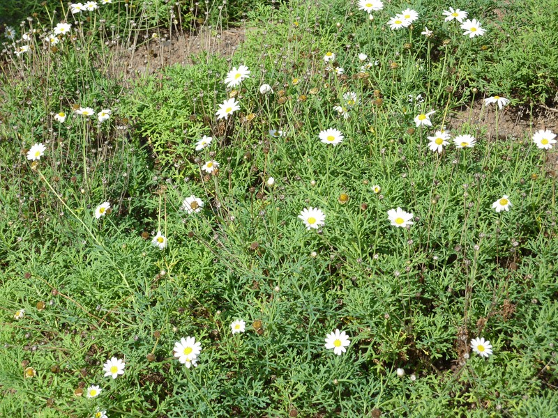 Argyranthemum frutescens subsp. frutescens photo 6