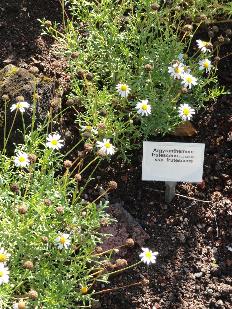 Argyranthemum frutescens subsp. frutescens photo 7