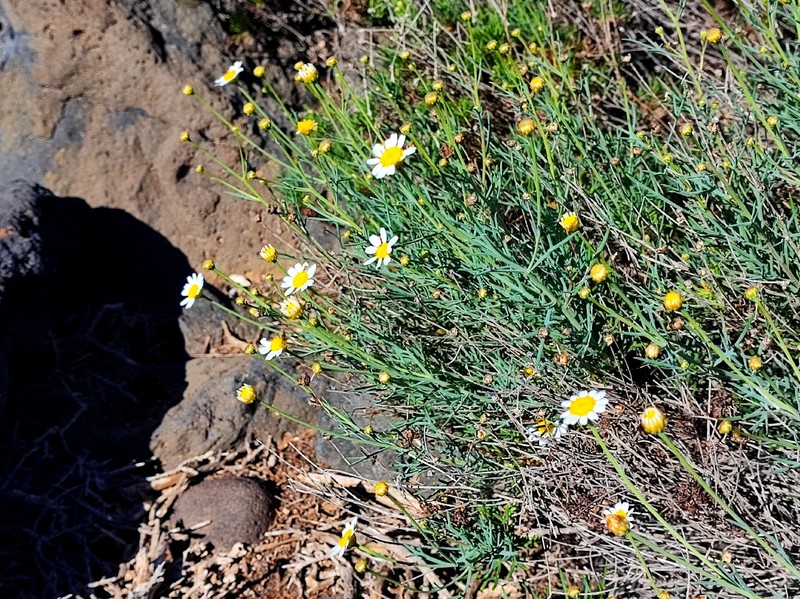 Argyranthemum frutescens subsp. gracilescens