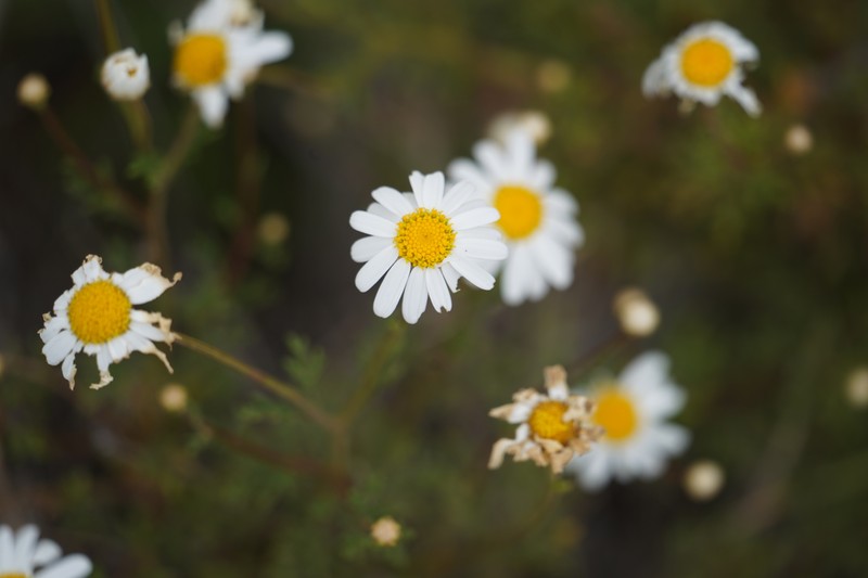 Argyranthemum frutescens subsp. gracilescens photo 2