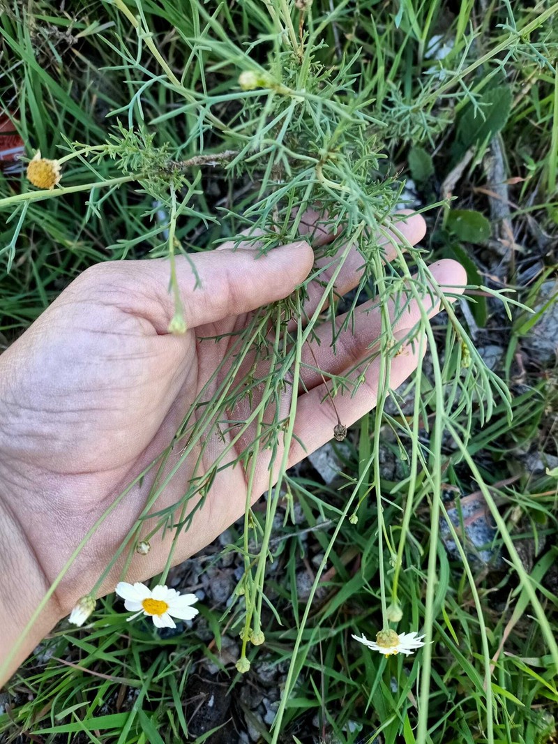 Argyranthemum frutescens subsp. gracilescens photo 3