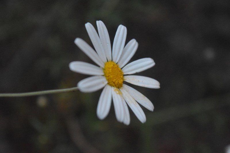 Argyranthemum frutescens subsp. gracilescens photo 4