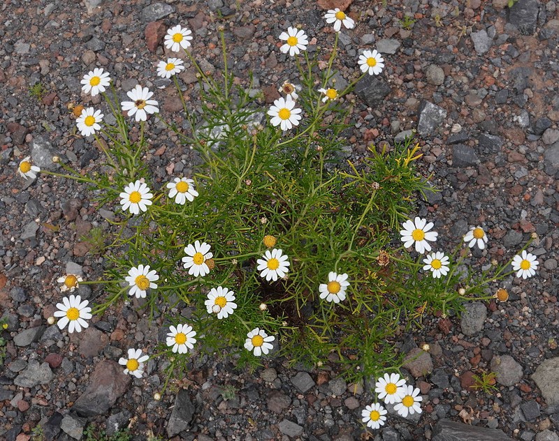 Argyranthemum frutescens subsp. parviflorum