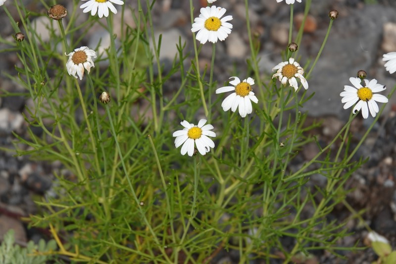 Argyranthemum frutescens subsp. parviflorum photo 2