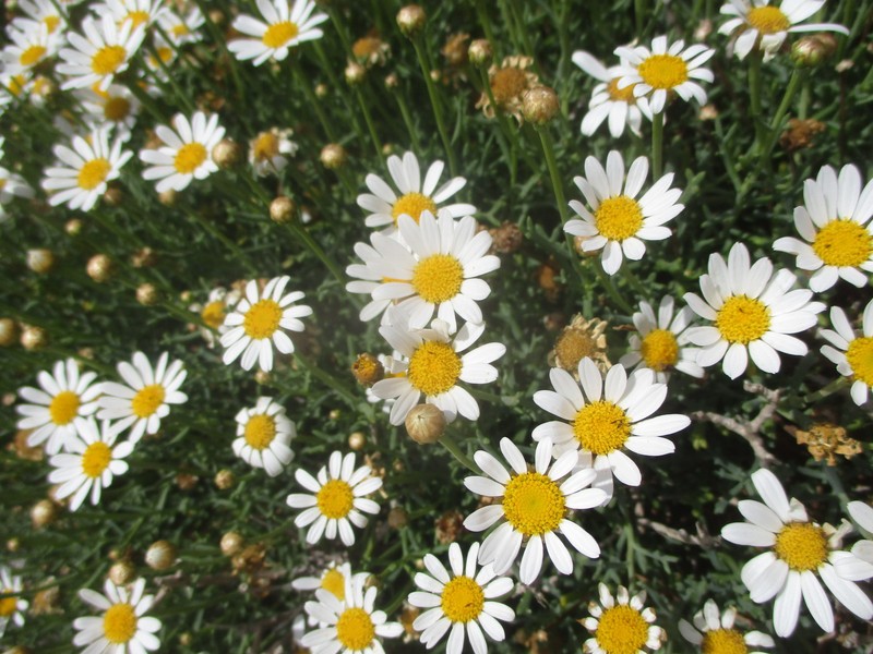 Argyranthemum frutescens subsp. parviflorum photo 3