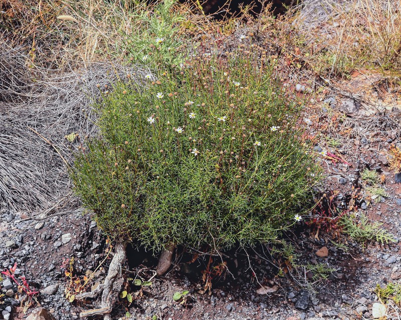 Argyranthemum frutescens subsp. parviflorum photo 4