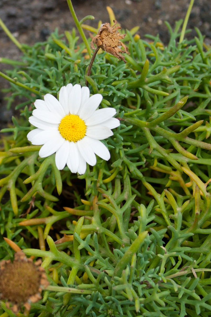 Argyranthemum frutescens subsp. pumilum