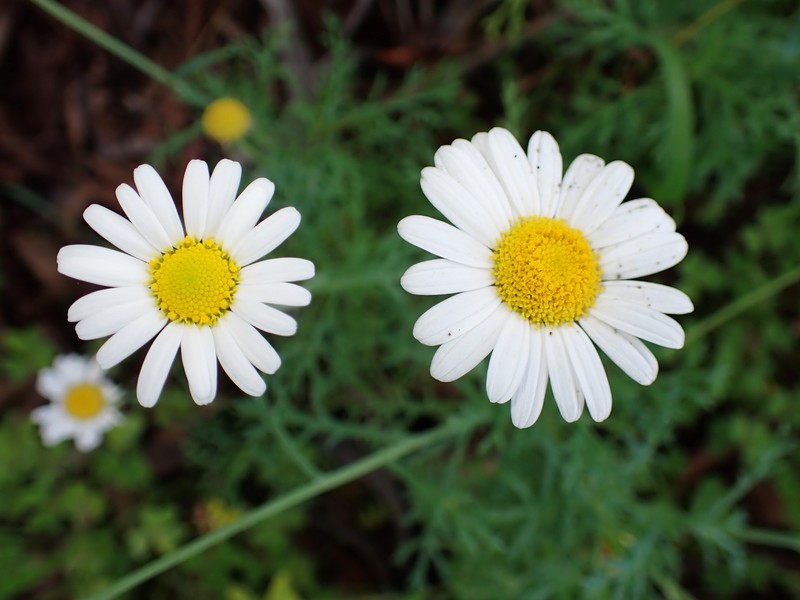 Argyranthemum frutescens subsp. pumilum photo 2