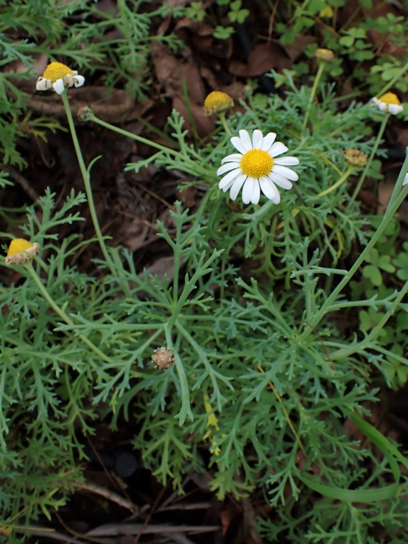 Argyranthemum frutescens subsp. pumilum photo 3