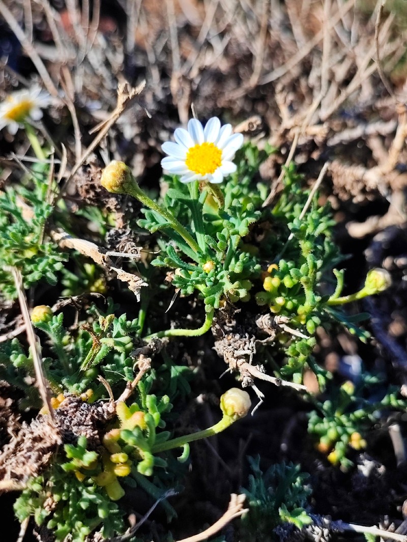 Argyranthemum frutescens subsp. succulentum photo 2