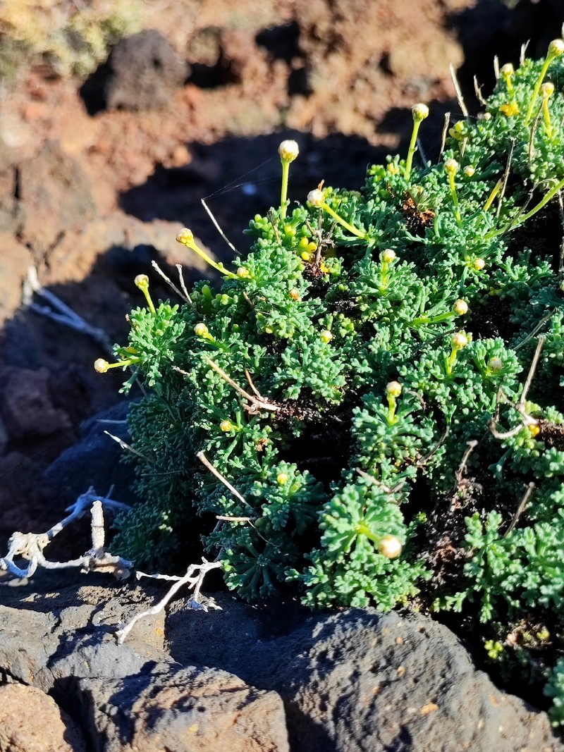 Argyranthemum frutescens subsp. succulentum photo 3