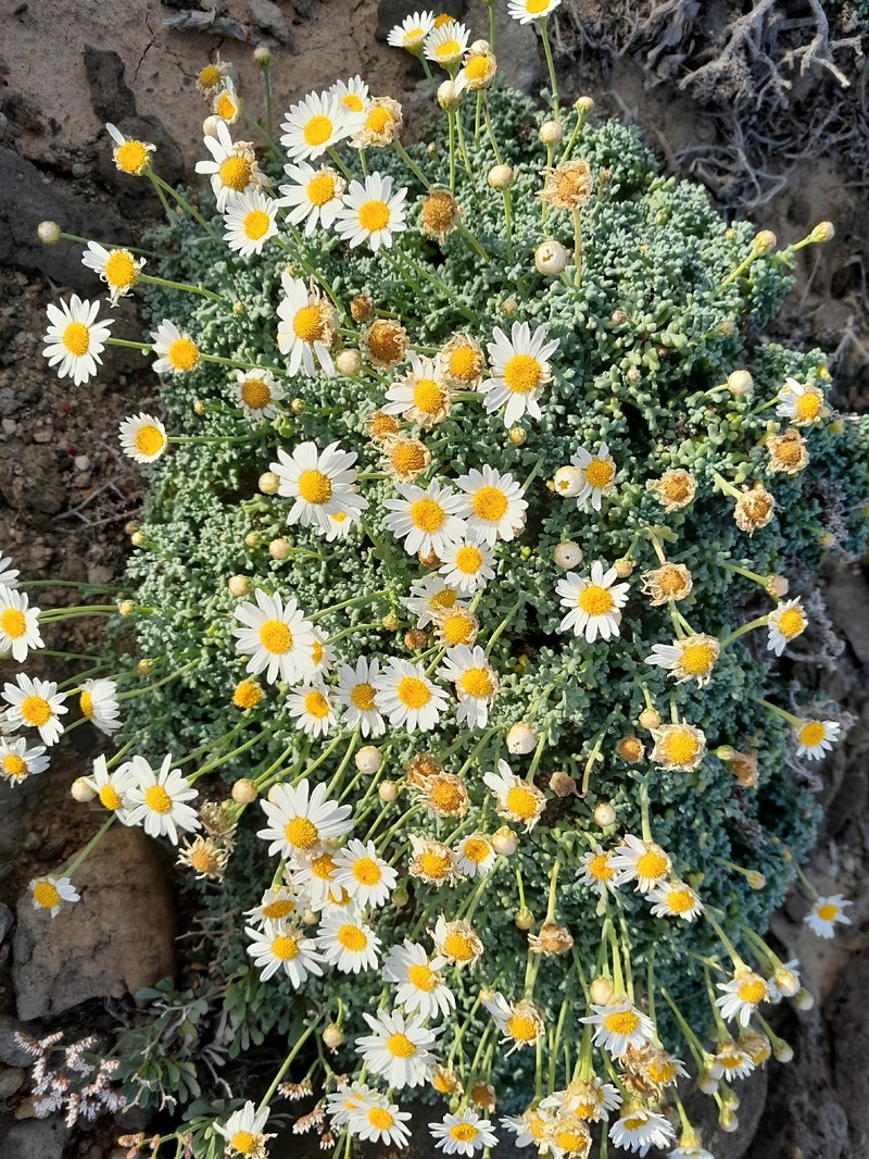 Argyranthemum frutescens subsp. succulentum photo 4