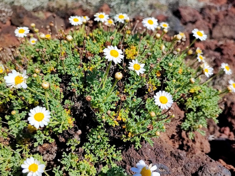 Argyranthemum frutescens subsp. succulentum photo 5