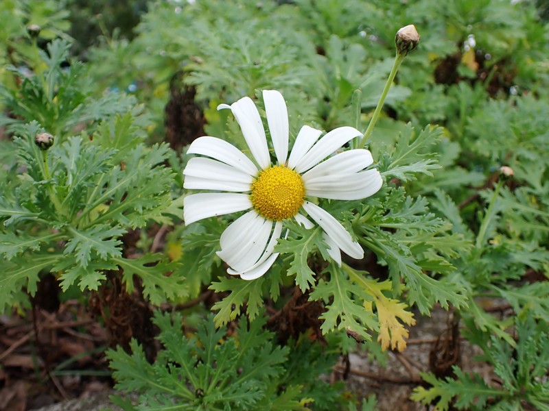 Argyranthemum frutescens subsp. succulentum