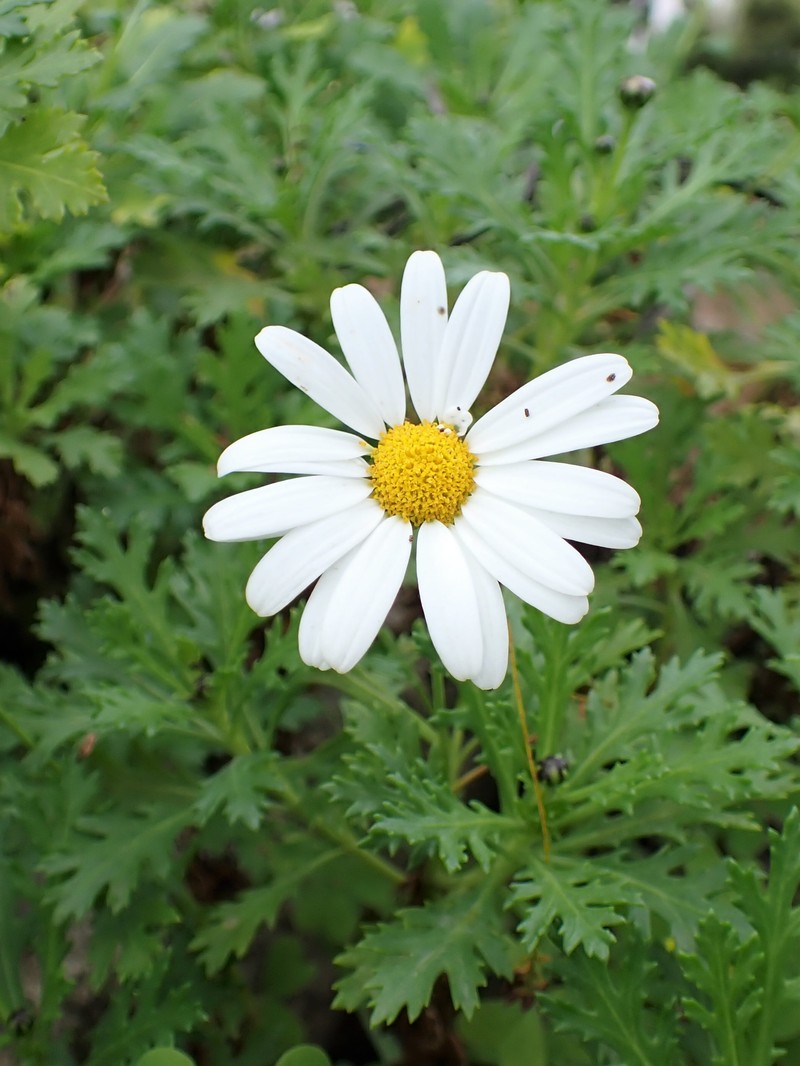 Argyranthemum frutescens subsp. succulentum photo 6