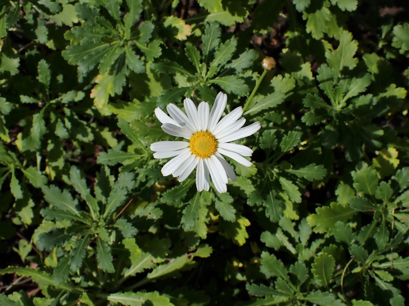 Argyranthemum frutescens subsp. succulentum photo 7