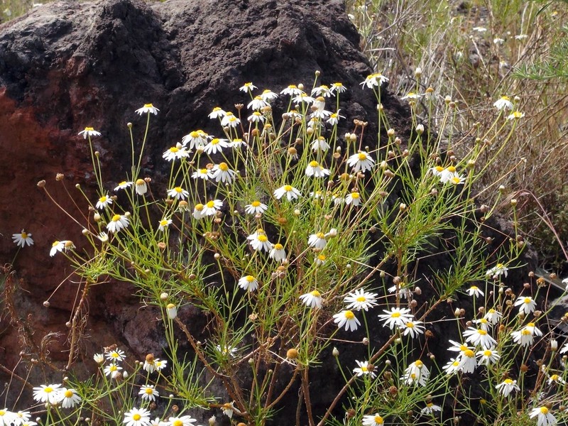 Argyranthemum gracile