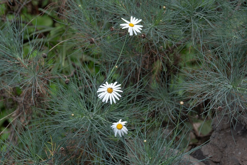 Argyranthemum gracile photo 2