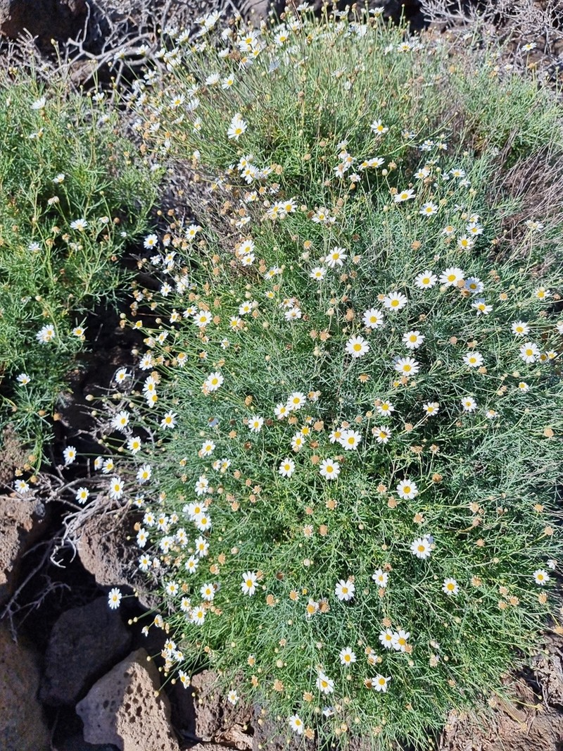 Argyranthemum gracile photo 3