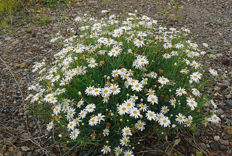Argyranthemum gracile photo 4